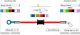 Stahlflexleitung 1tlg. 151 - 250cm Länge (Ummantelung, Länge, Farbe der Fittinge frei wählbar, inkl. Kupfer-Dichtringe)